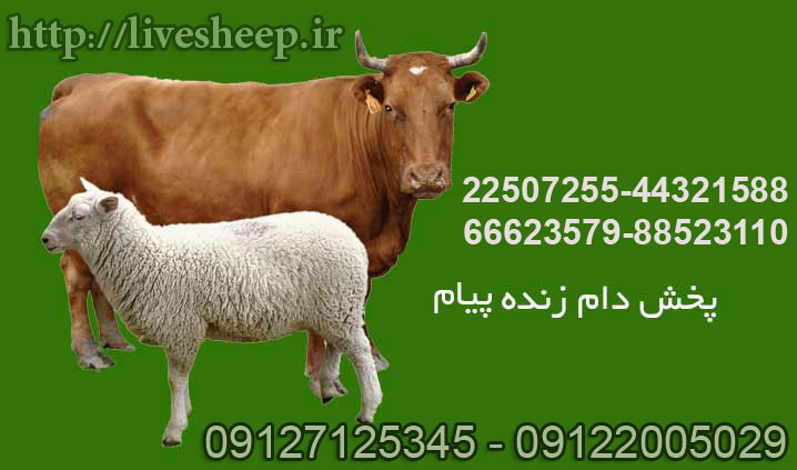 خرید گوسفند زنده