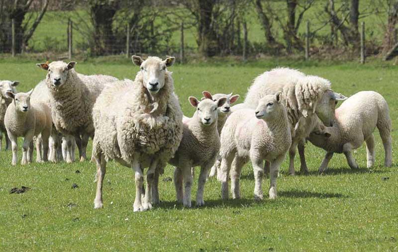 طول عمر گوسفند زنده چگونه است