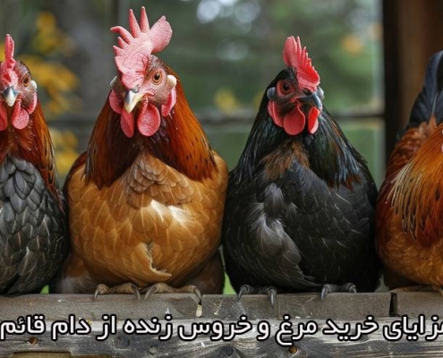 خرید مرغ و خروس زنده از لایوشیپ چه مزایایی دارد