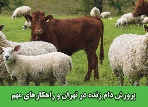چالش های پرورش دام زنده در تهران و راهکارهای مهم