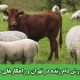 چالش های پرورش دام زنده در تهران و راهکارهای مهم