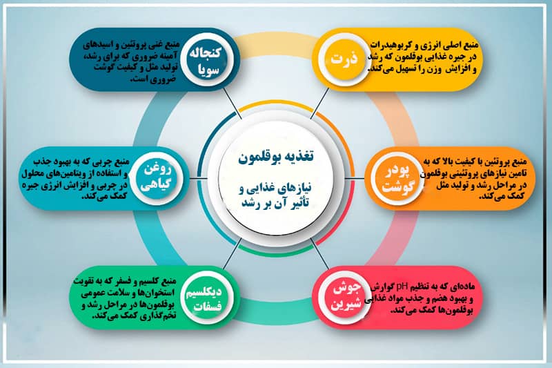تغذیه بوقلمون تغذیه بوقلمون و نیازهای غذایی آن