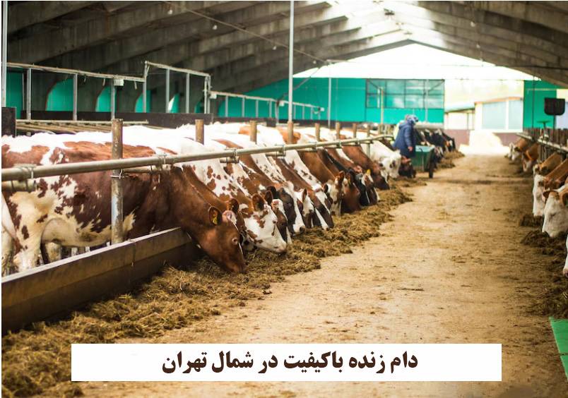 اهمیت دام زنده باکیفیت در شمال تهران