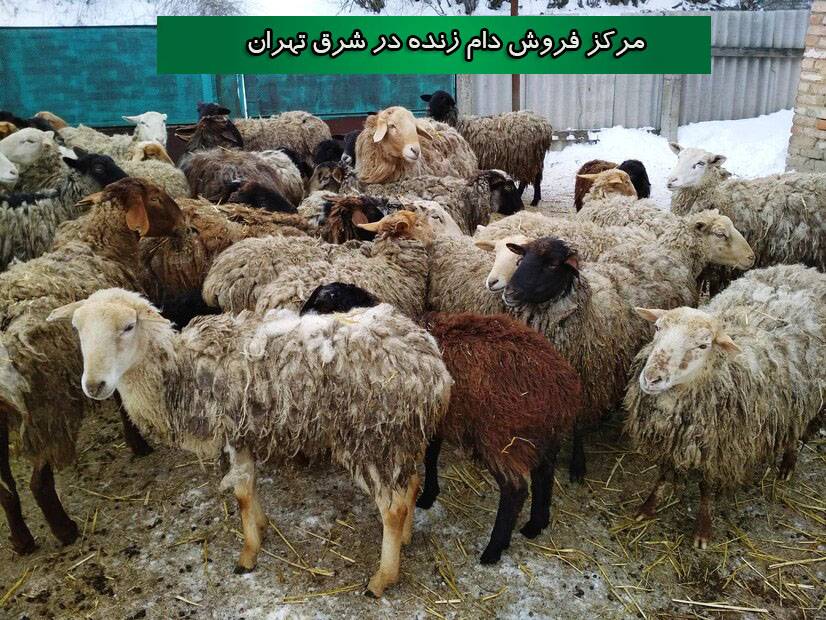 فروش انواع دام زنده در شرق تهران