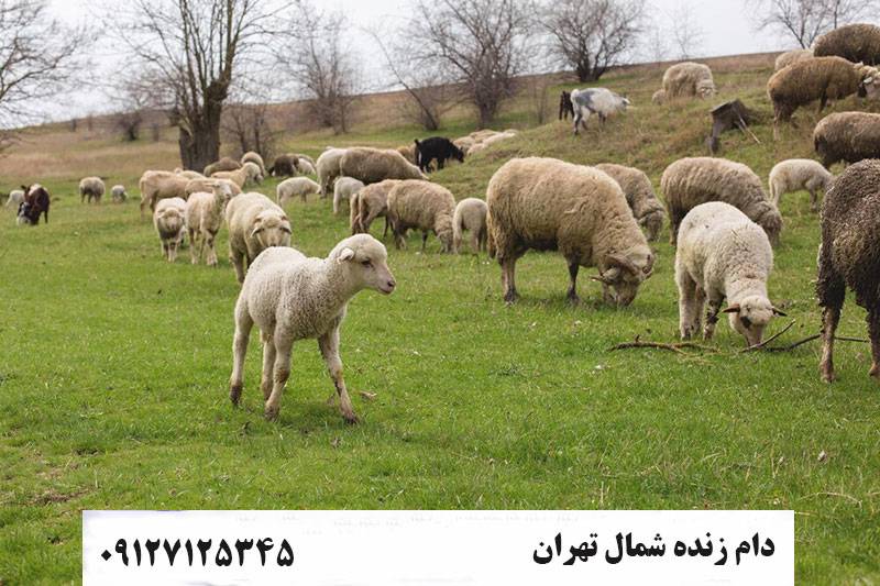 قیمت دام زنده در شمال تهران