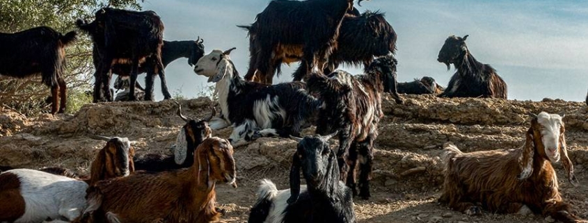 کدام نژاد بزغاله برای تهیه گوشت مناسب تر است