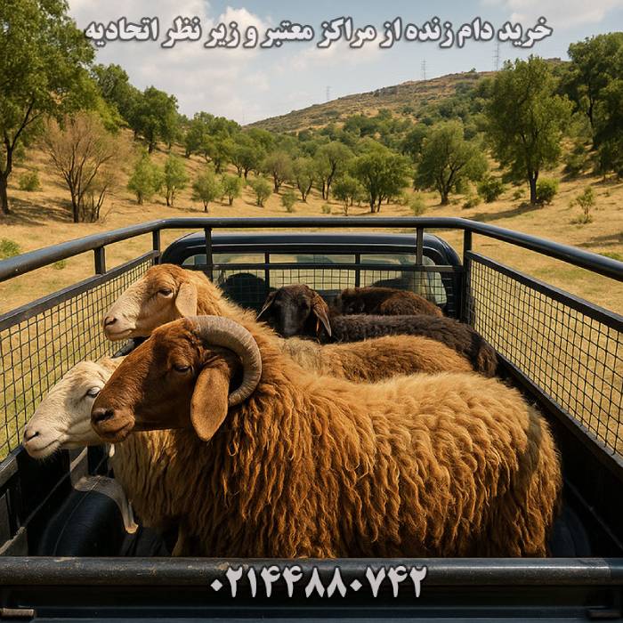 خرید دام زنده از مراکز معتبر و زیر نظر اتحادیه دام چگونه است