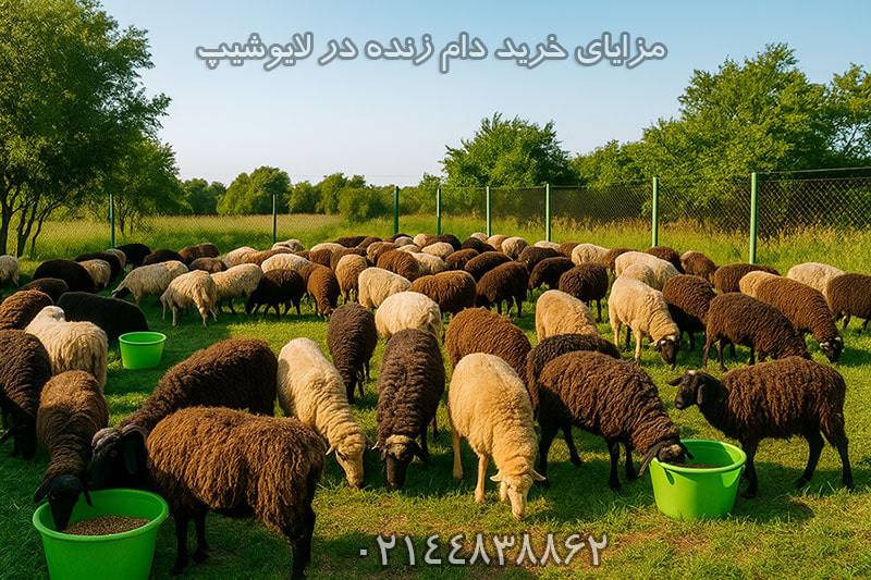 خرید دام زنده در لایوشیپ چه مزایایی دارد