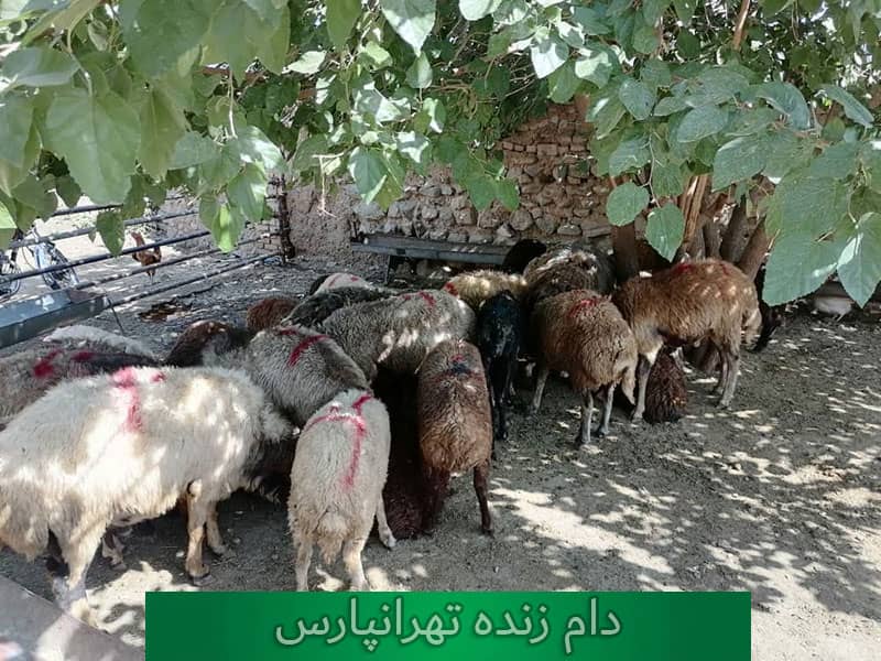 ادرس و تلفن دام زنده تهرانپارس 
