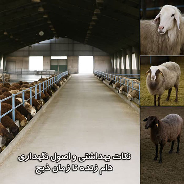 نکات بهداشتی و اصول نگهداری دام زنده تا زمان ذبح