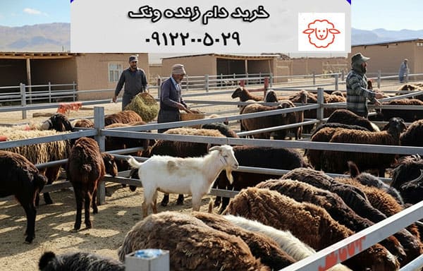 دام زنده ونک
