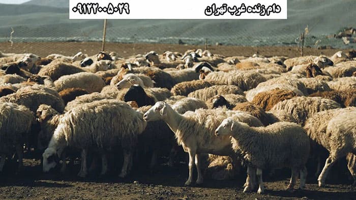 مرکز فروش دام زنده در غرب تهران