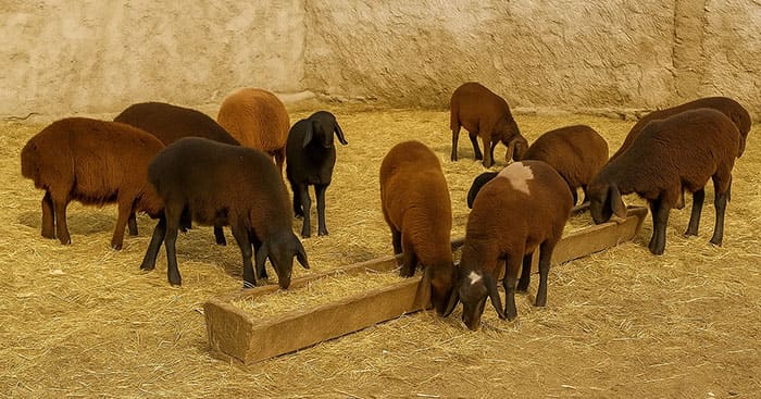 قیمت دام زنده در صادقیه تهران چقدره
