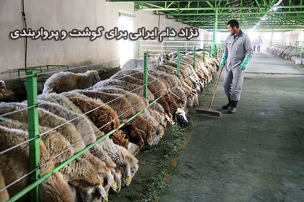 کدام نژاد دام ایرانی برای گوشت و پرواربندی مناسب هستند