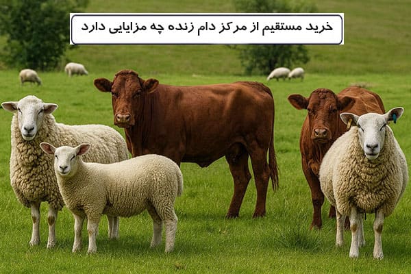 خرید مستقیم از مرکز دام زنده چه مزایایی دارد
