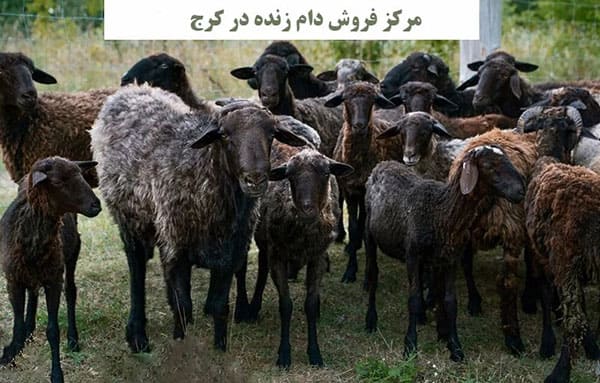 قیمت انواع دام زنده در کرج