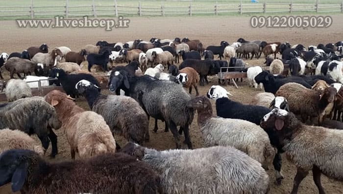 آشنایی با کیفیت گوشت انواع دام و ویژگی های آنها