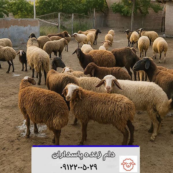 مزایای خرید دام زنده در پاسداران