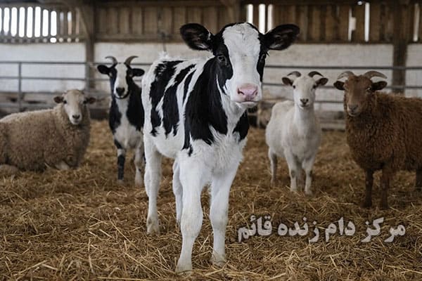 بهترین مرکز فروش دام زنده در مرزداران