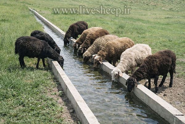 کدام نژاد دام های ایرانی برای تهیه گوشت مناسب تر هستند