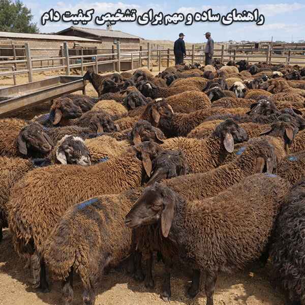 راهنمای ساده و مهم برای تشخیص کیفیت دام