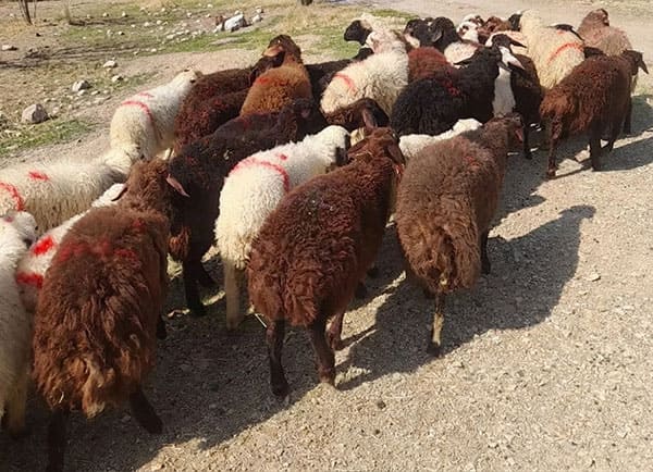 قیمت دام زنده در ستارخان چقدر است