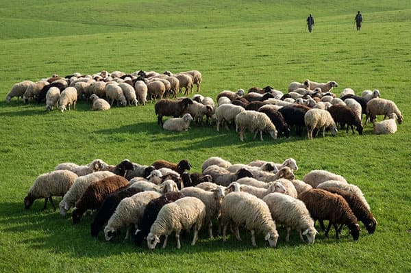 معایب و مزایای خرید دام زنده در ستارخان