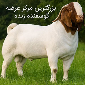 گوسفند-زنده گوسفند-زنده