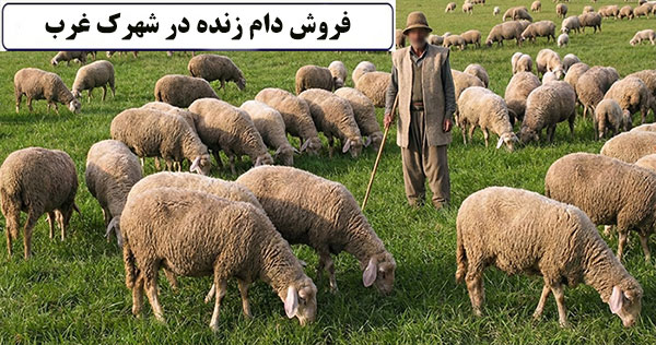 فروش دام زنده در شهرک غرب بهترین مرکز فروش دام زنده در شهرک غرب