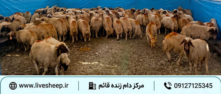 مزایا و معایب خرید دام از مراکز فروش خرید دام از مراکز فروش چه مزایا و معایبی دارد