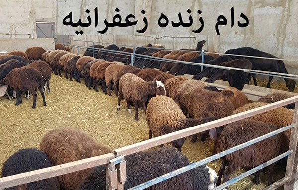 دام زنده زعفرانیه فروش انواع دام زنده در زعفرانیه