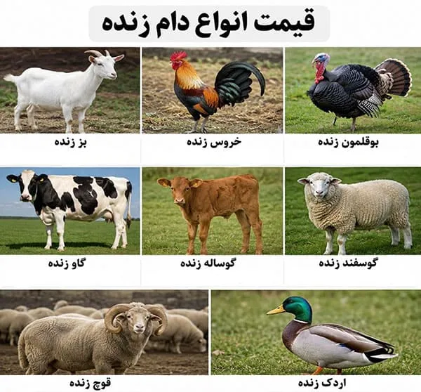 قیمت انواع دام زنده در تهران به چه عواملی بستگی دارد
