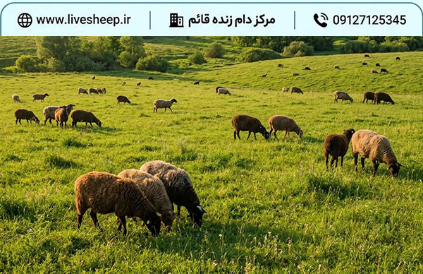 نکات مهمی که برای خرید دام زنده در زعفرانیه باید بدانیم