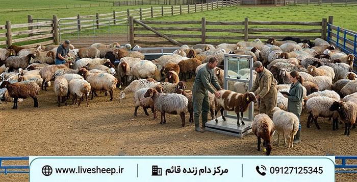 انتخاب نژاد دام باکیفیت کدام نژاد دام ها کیفیت و گوشت بهتری دارند