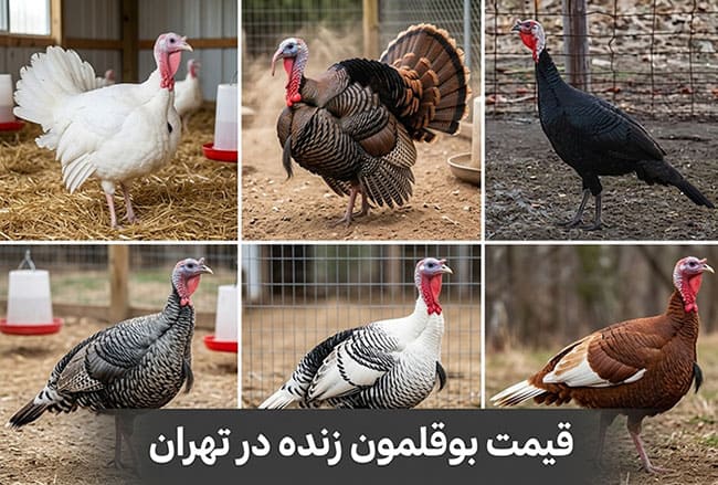 قیمت بوقلمون زنده در تهران به چه مواردی بستگی دارد