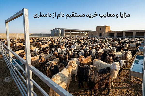 خرید مستقیم دام از دامداری چه مزایا و چه معایبی دارد