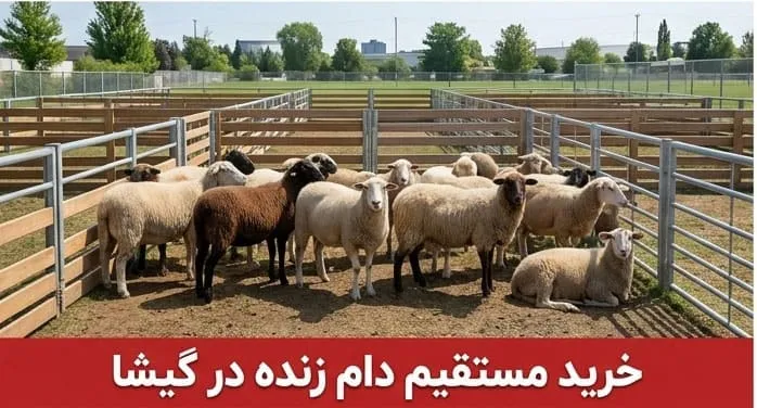 خرید مستقیم و بدون واسطه انواع دام زنده در گیشا