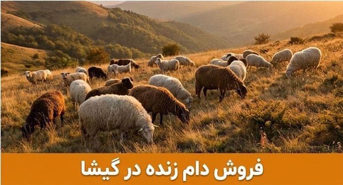 فروش بهترین دام زنده در گیشای تهران