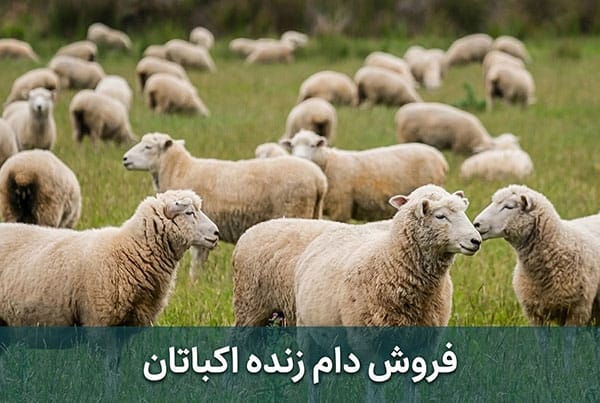 دام زنده اکباتان فروش دام زنده در اکباتان