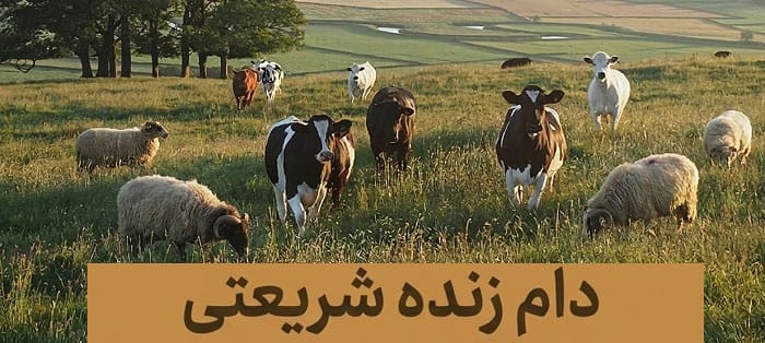 دام زنده شریعتی قیمت دام زنده در شریعتی
