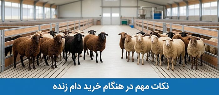 نکات مهم در هنگام خرید دام زنده در هنگام خرید دام زنده به چه نکاتی باید توجه کنیم