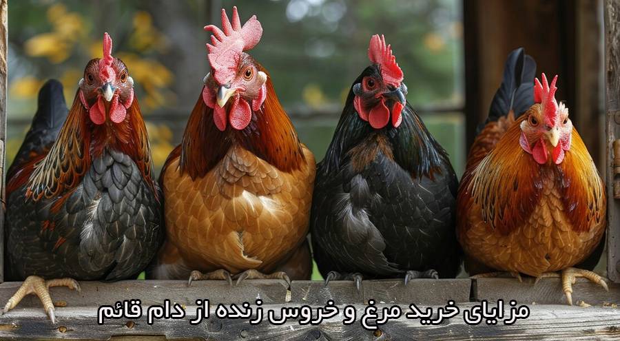 خرید مرغ و خروس زنده از لایوشیپ چه مزایایی دارد