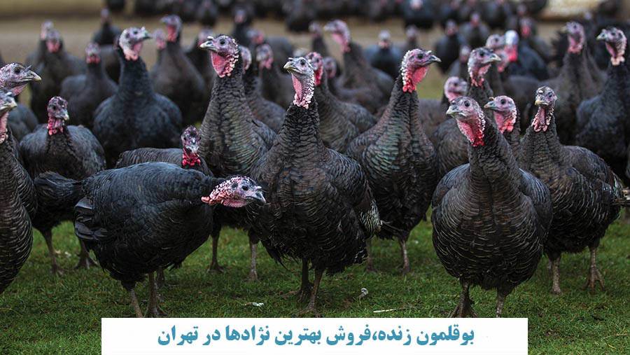 بوقلمون زنده در تهران،فروش بهترین نژادها
