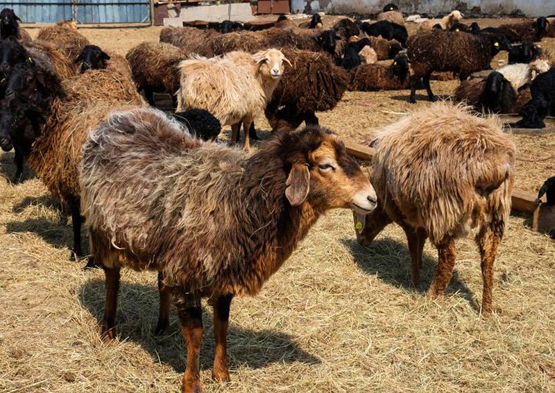 روش های خرید دام زنده در شمال تهران