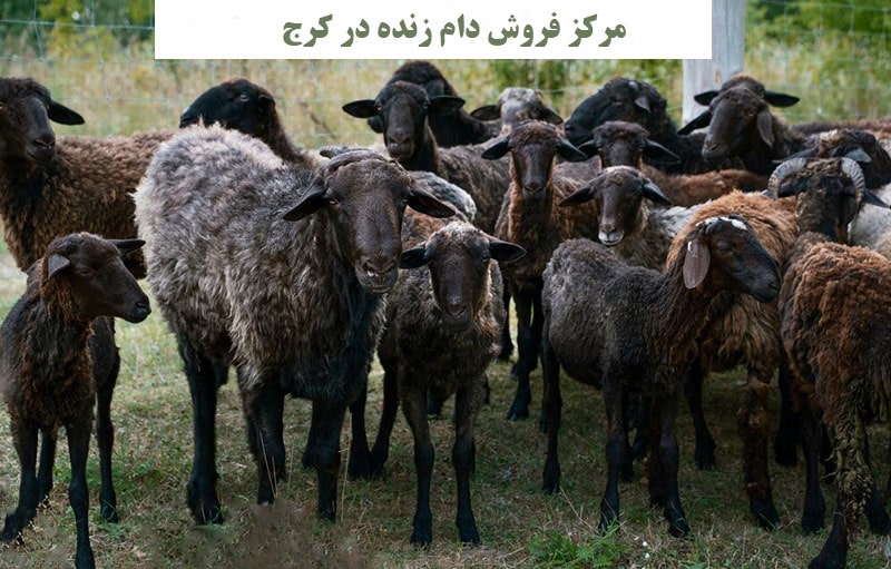 مرکز فروش دام زنده درکرج