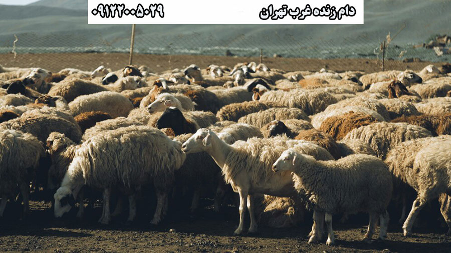 دام زنده غرب تهران چه ویژگی هایی دارد