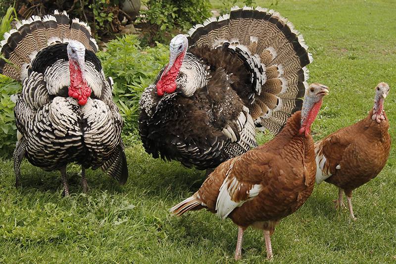 قیمت بوقلمون زنده در تهران چقدر است