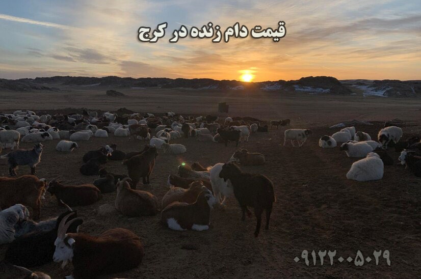 قیمت دام زنده در کرج به چه عواملی بستگی دارد