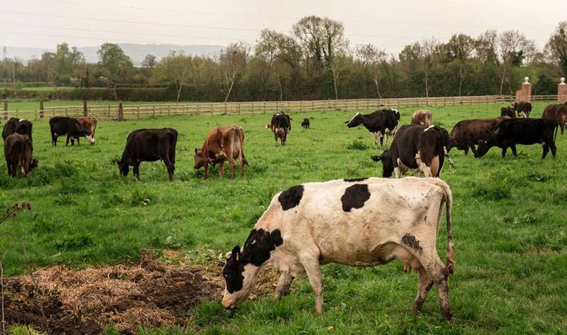 مشکلات دامداری در شرق تهران چیست و چه راهکارهایی دارد