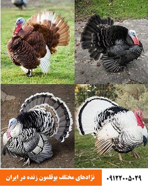 آشنایی با نژادهای مختلف بوقلمون در ایران